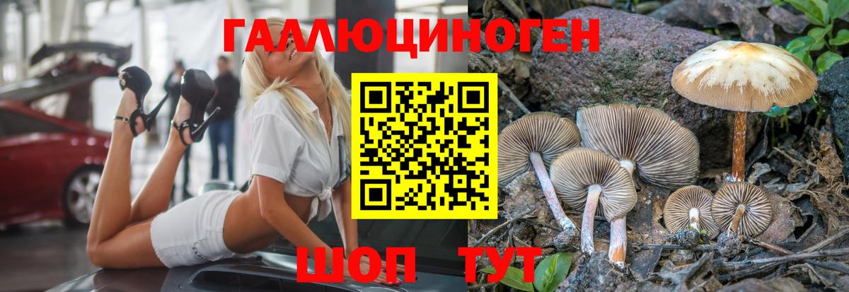 Псилоцибиновые грибы Psilocybe Балашиха